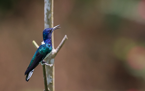 White-Necked Jacobin, Asa Wright Nature Center, Trinidad